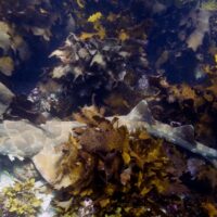 Shelly Beach - Wobbegong - Sydney - Cabbage Tree Bay - Australia