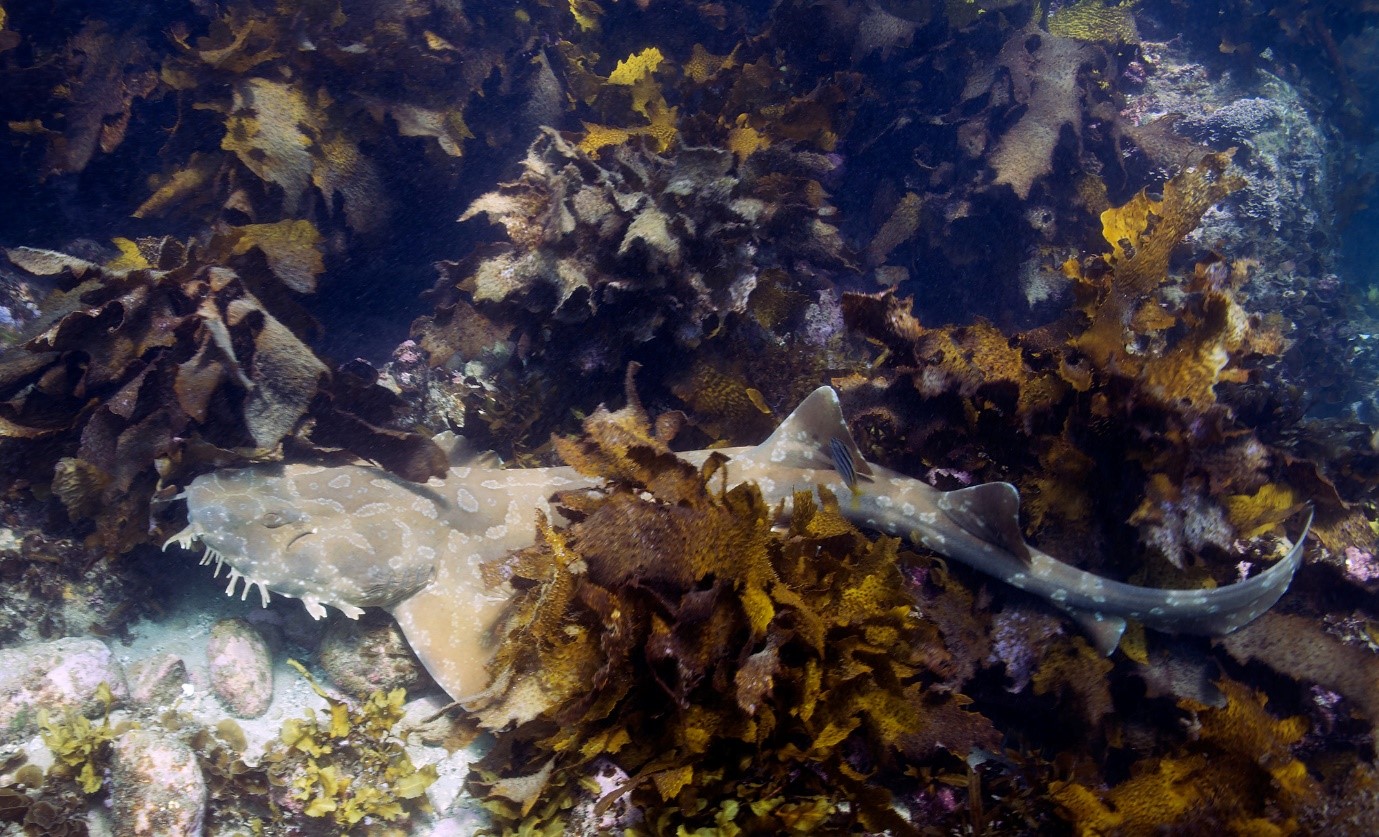 Shelly Beach - Wobbegong - Sydney - Cabbage Tree Bay - Australia