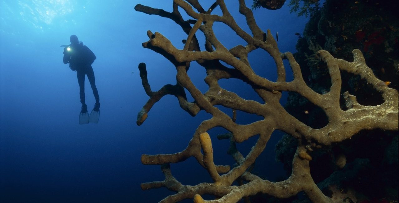 COVID-19 Diving & Travel Restrictions by Country