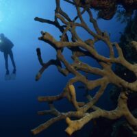 where to go diving right now