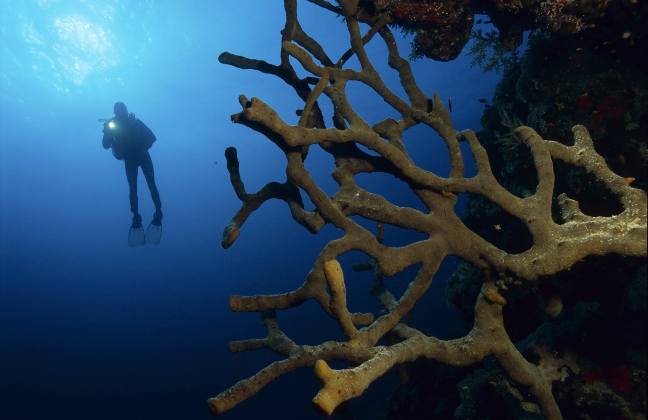 where to go diving right now