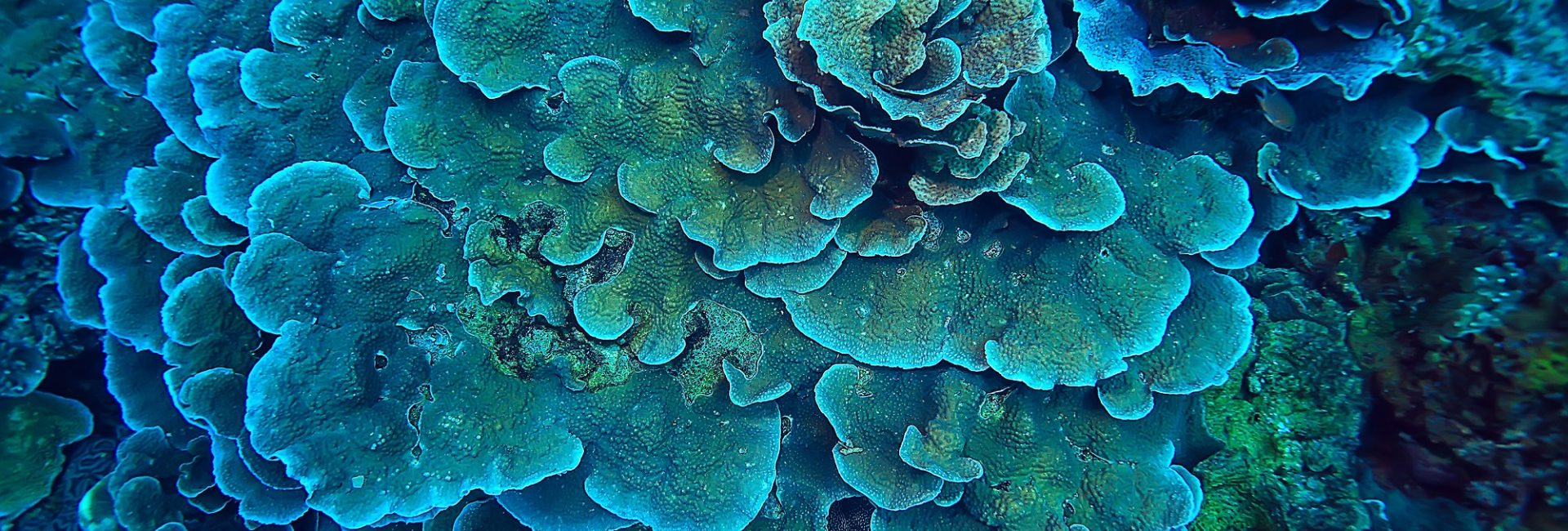 Our Partners In Ocean Conservation