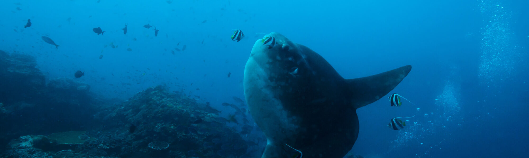 Cómo no ver un mola mola en Bali