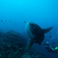 unique dive sites indonesia