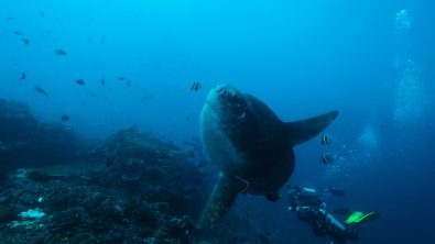 unique dive sites indonesia