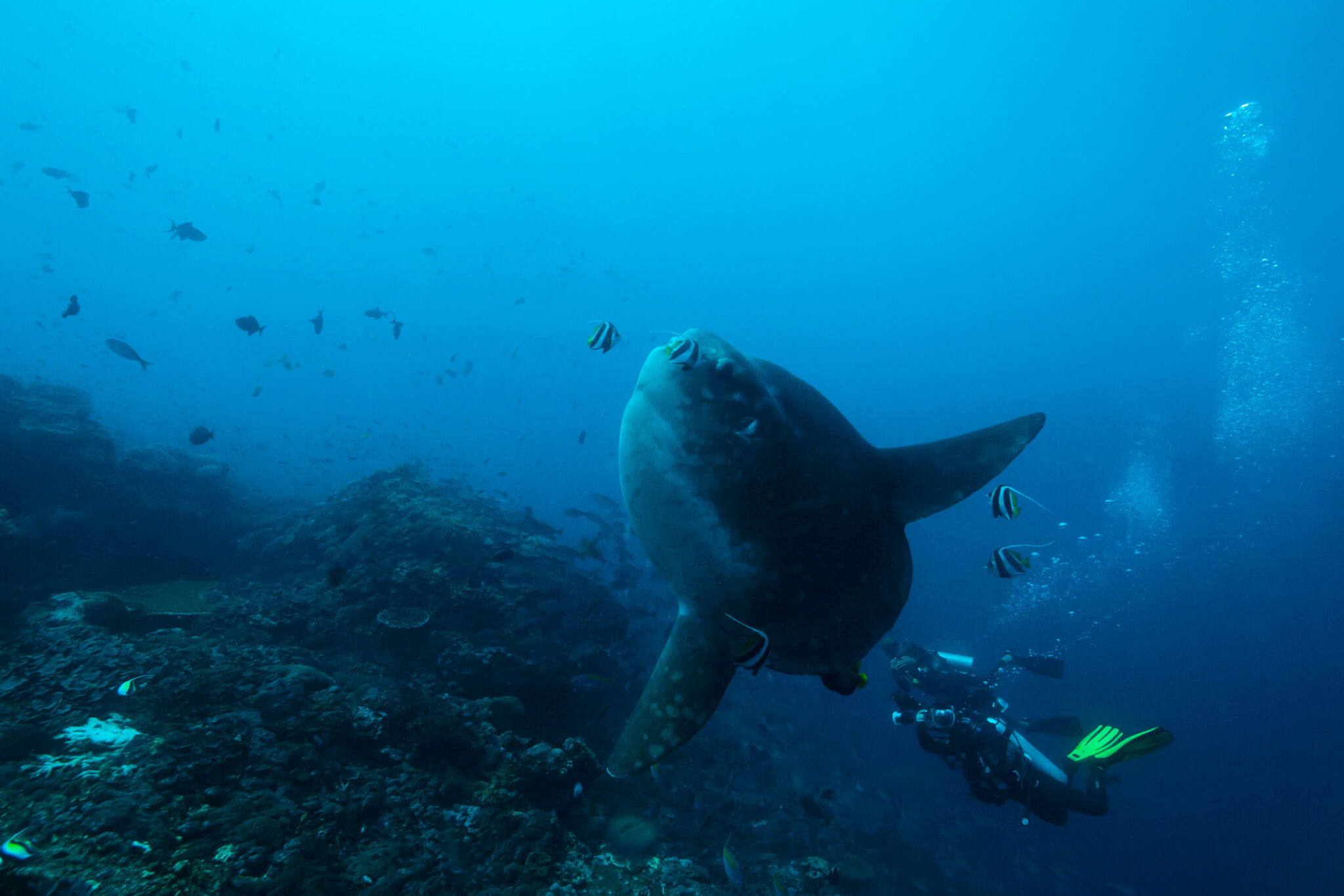 Weitwinkelaufnahme eines Mola Mola oder Mondfisches in Indonesien