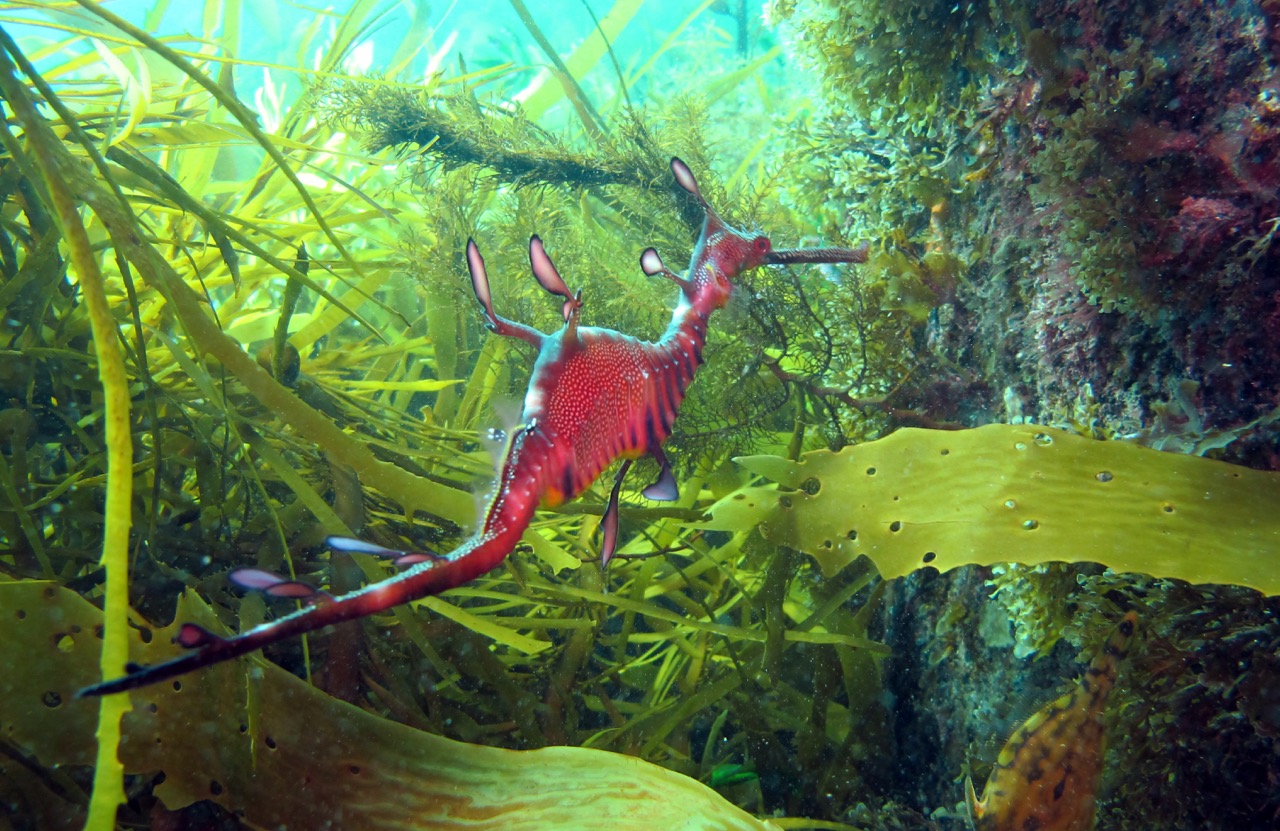 een close-up van een sydney-zeedraak in suatralië