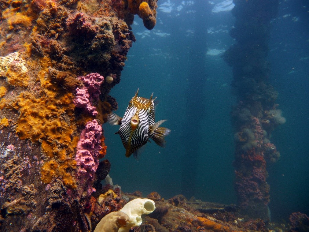 South Australia - fish - Underwater