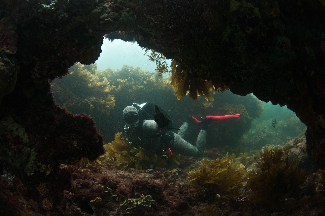 South Australia - the bluff - Underwater