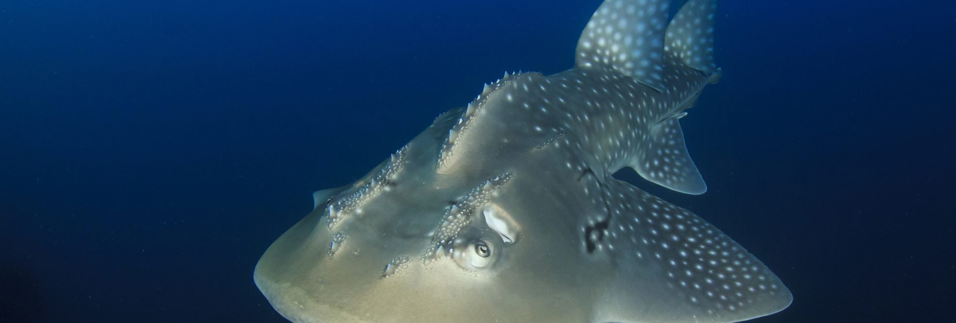 Shark’s Lesser Known (but Equally Amazing) Relatives