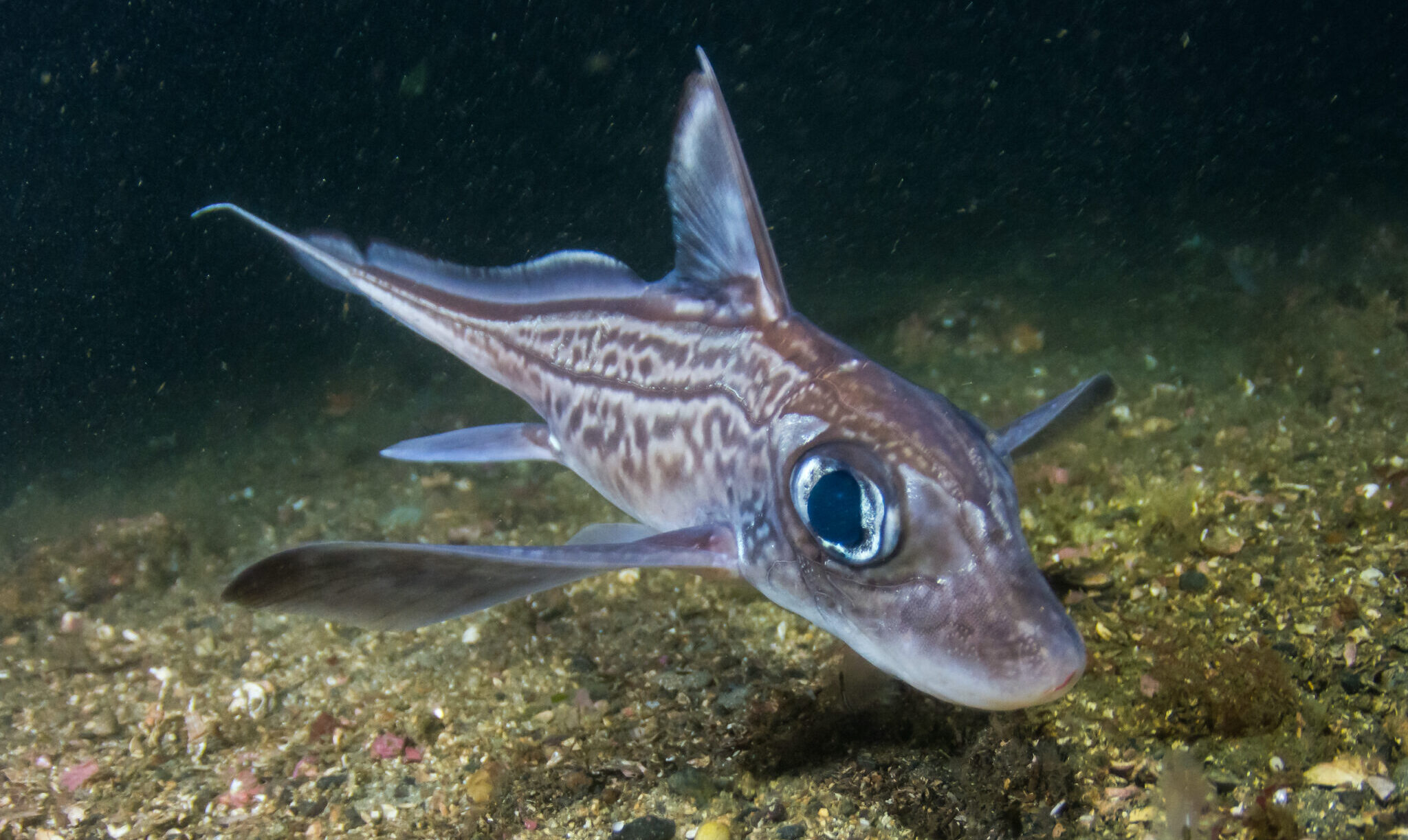 Как выглядит морской заяц фото