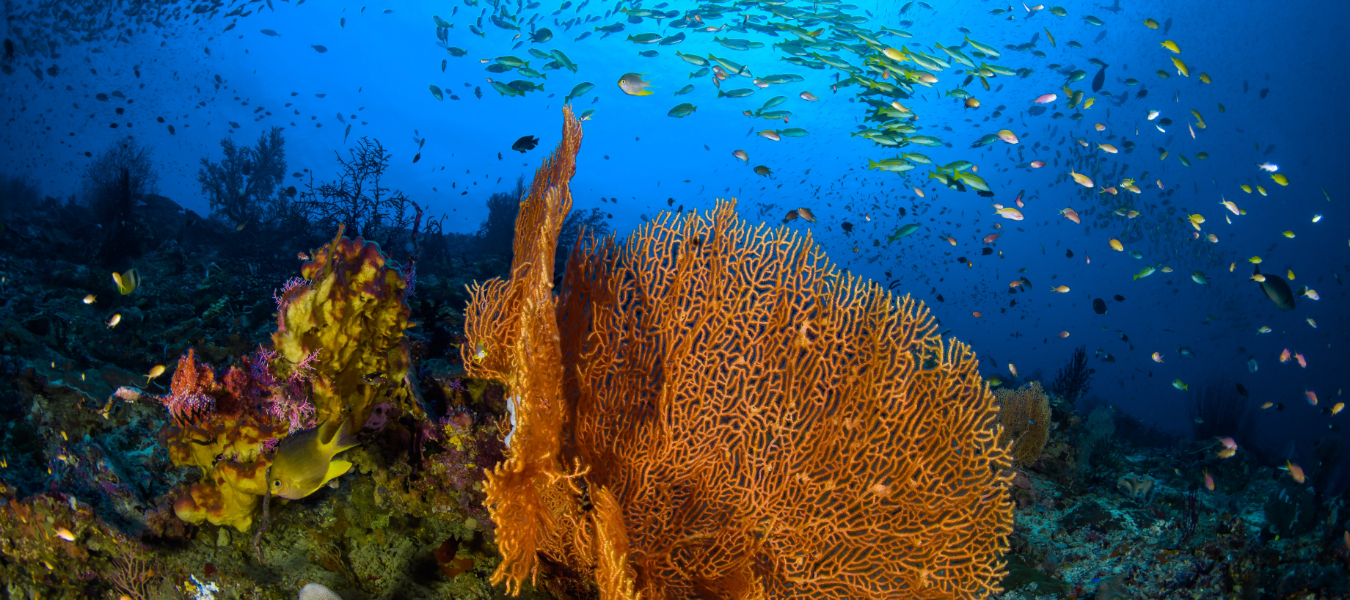 Women Divers Hall of Fame: New 2021 Members