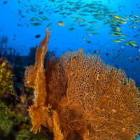 Ocean - Coral Reef - Underwater - Fish