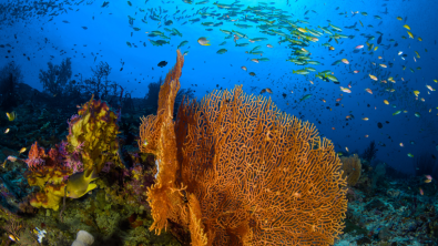 Ocean - Coral Reef - Underwater - Fish