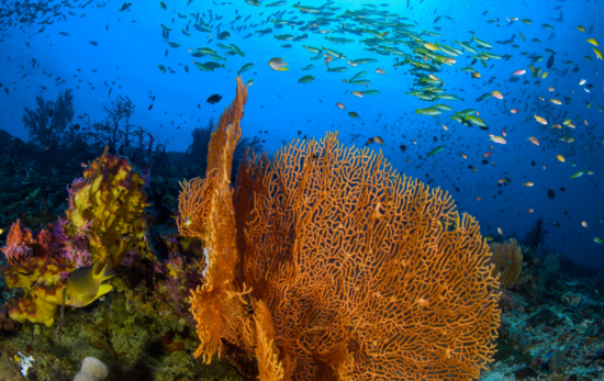 Ocean - Coral Reef - Underwater - Fish