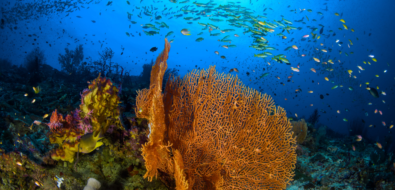 Ocean - Coral Reef - Underwater - Fish