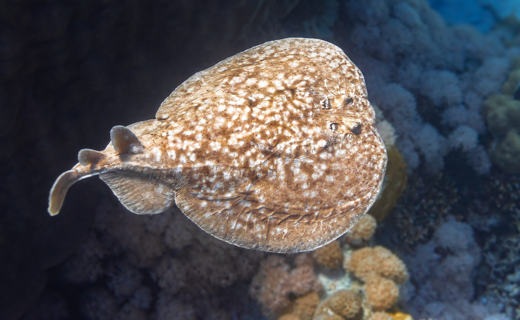 a freeswimming electric ray