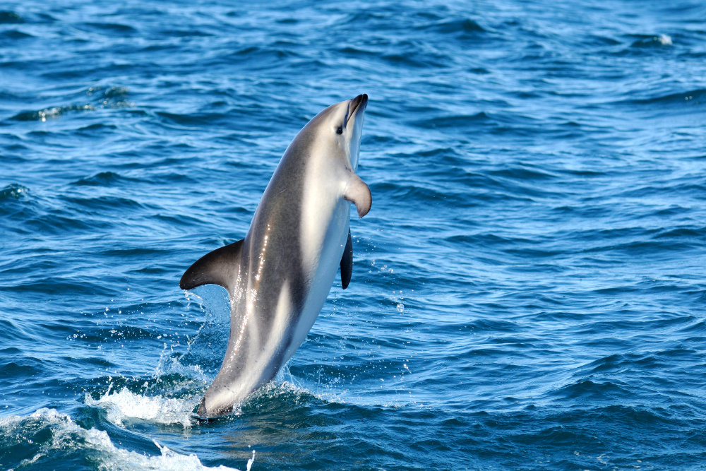 Dusky Dolphins - New Zealand