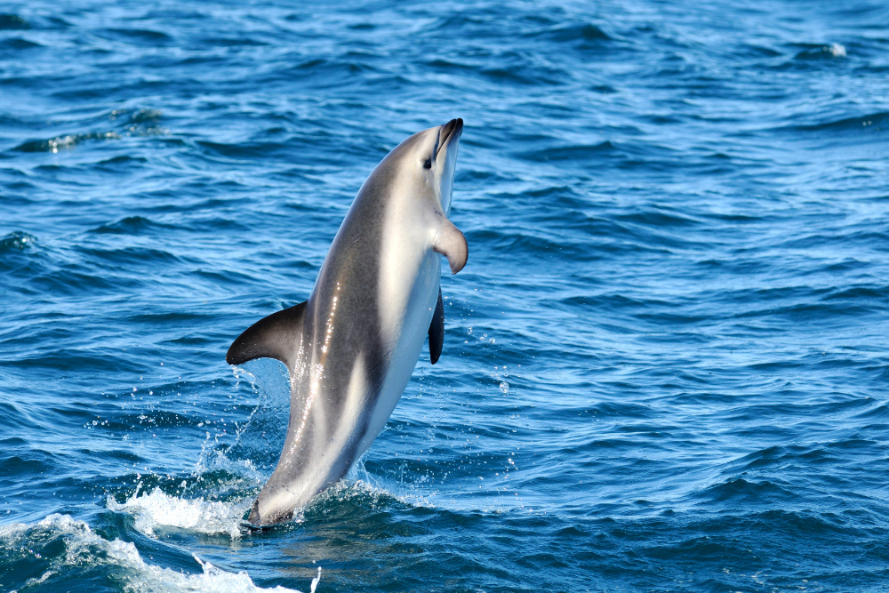 dolphin species list