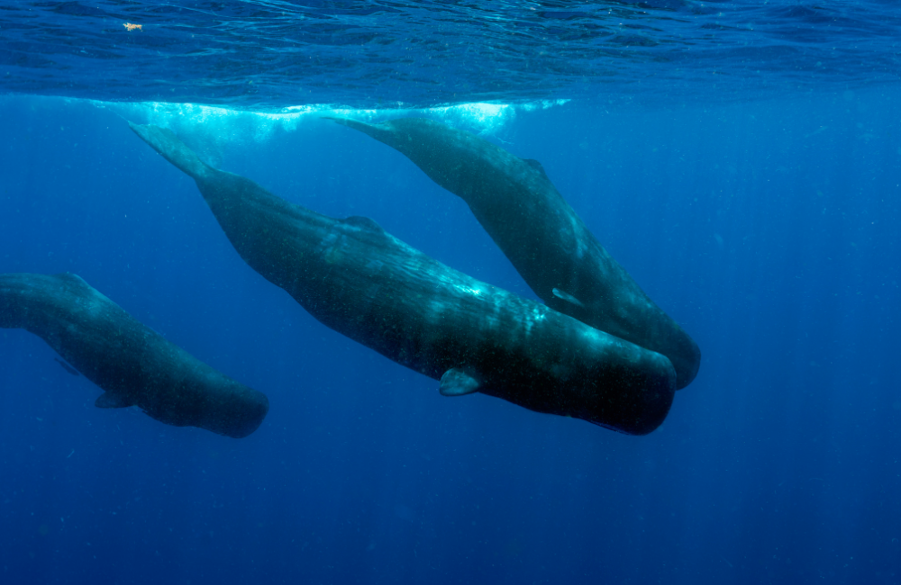 Marine Life That Call New Zealand Home