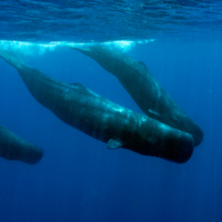 Sperm Whale - Underwater - New Zealand