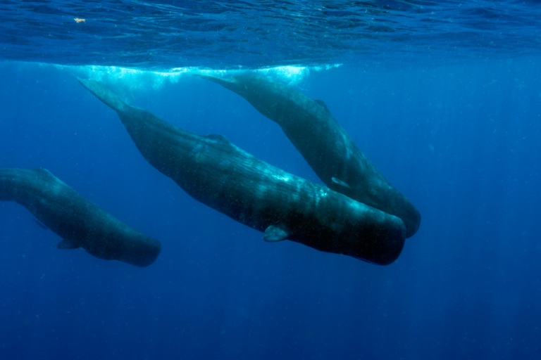 Whale Watching and Swimming with Whales