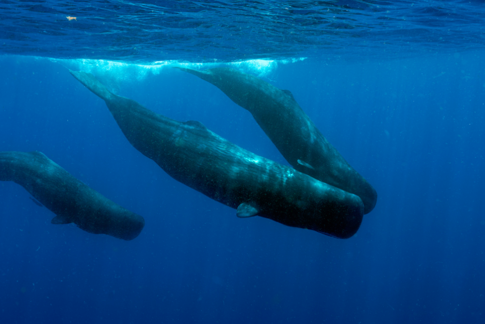 Sperm Whale - Underwater - New Zealand