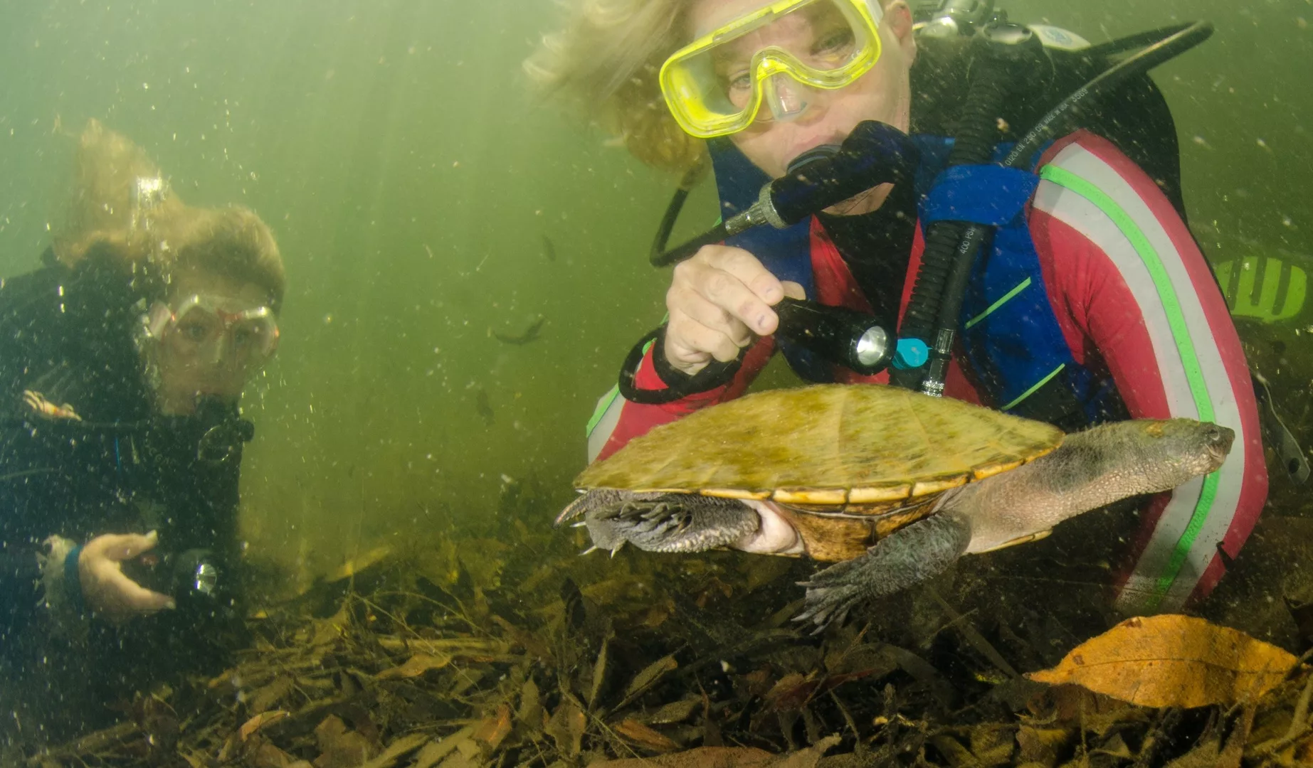 Gros plan sur une tortue d'Irwin lors d'une plongée en eau douce en Australie