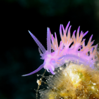 Jason Mirabilis Nudibranch