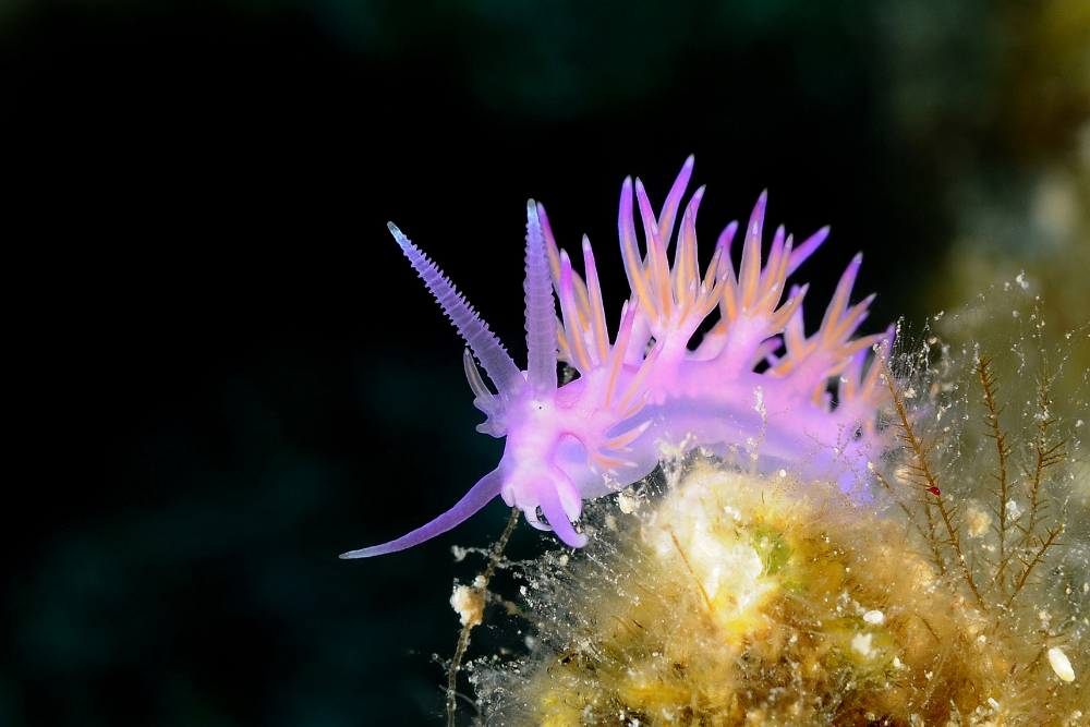 macro photography underwater