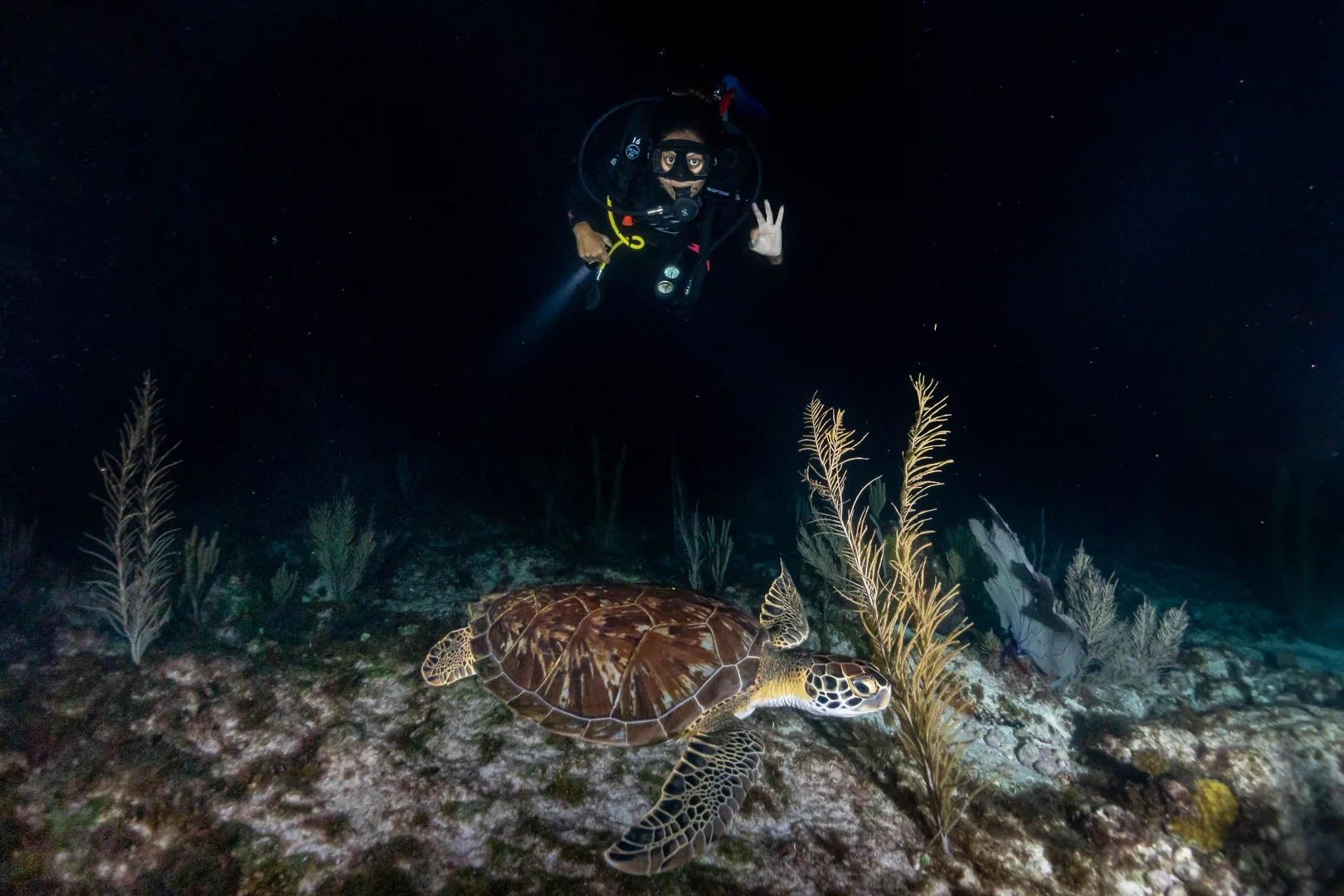 ein Taucher erkundet das Riff um Isla Mujeres bei Nacht unter Wasser und sieht eines Meeresschildkröte