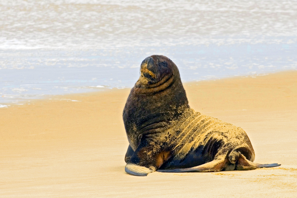 New Zealand Hooker Sea Lion - New Zealand