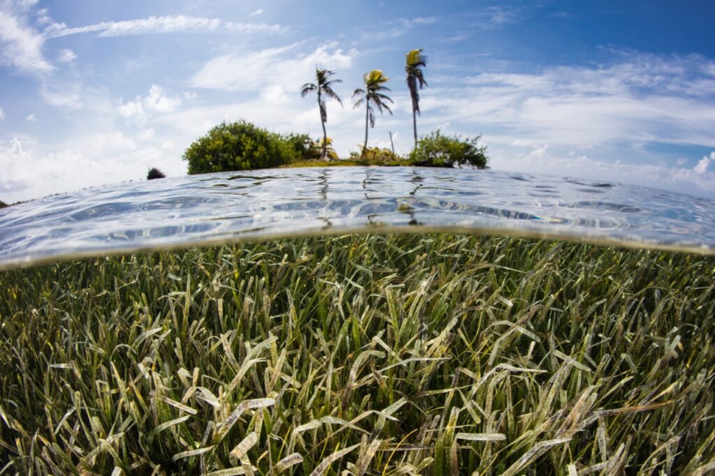 Seagrass Restoration: How to Get Involved to Help Save the Ocean