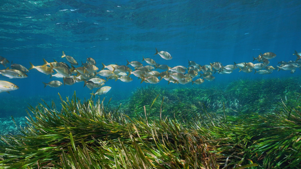 seagrass projects to get involved with