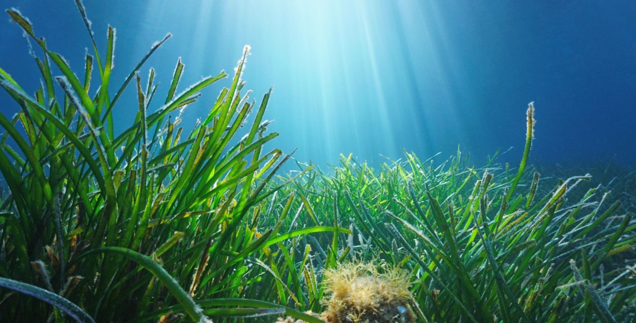 Save the Ocean: How to Get Involved in Seagrass Restoration
