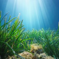 save the ocean seagrass