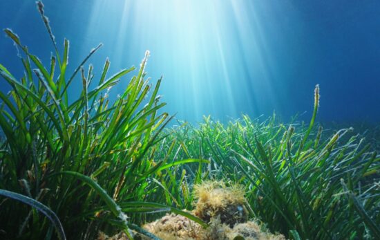 save the ocean seagrass