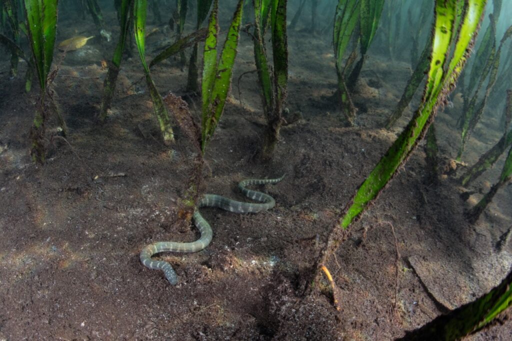 Seagrass restoration