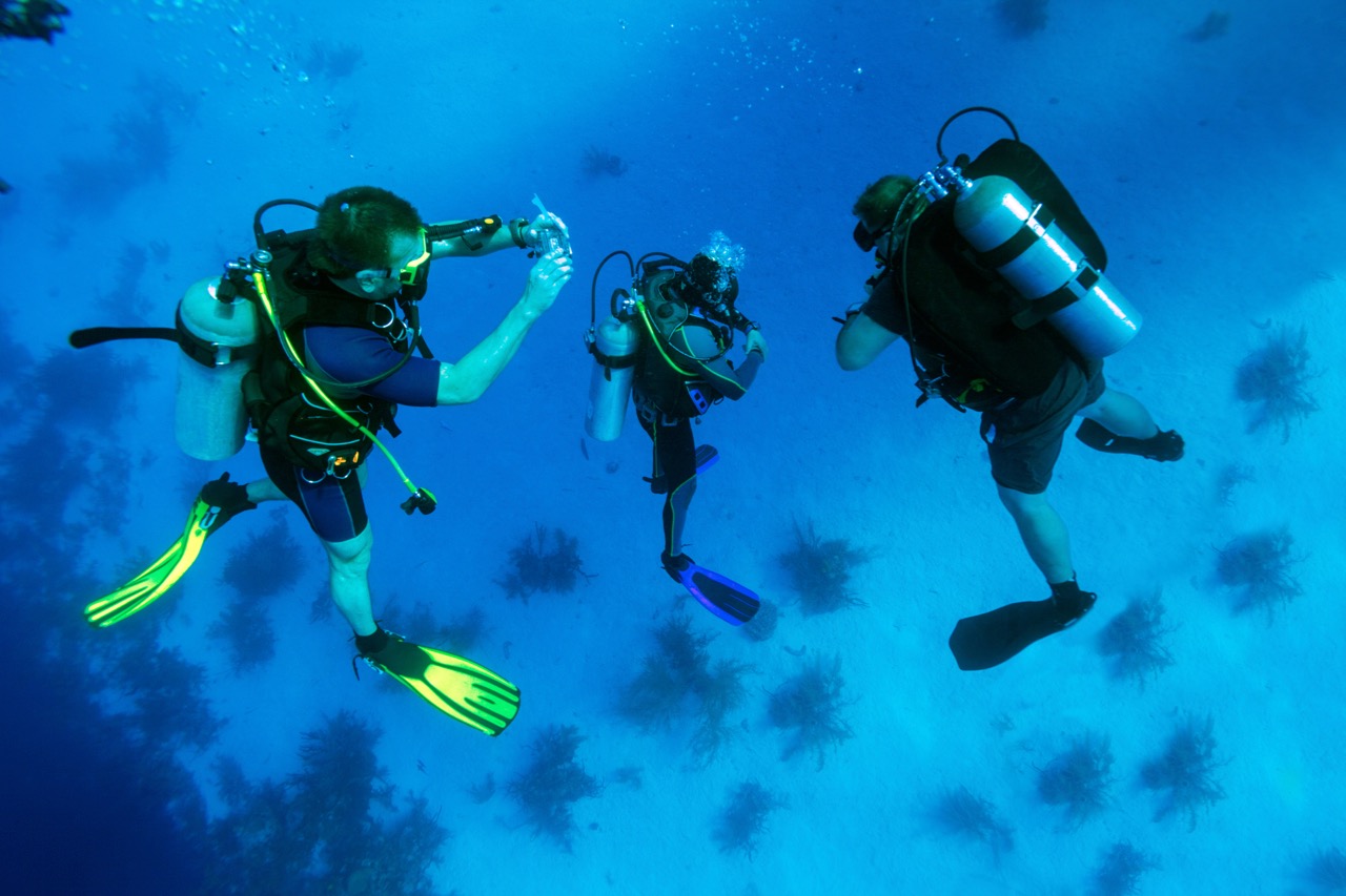 padi courses learn to dive