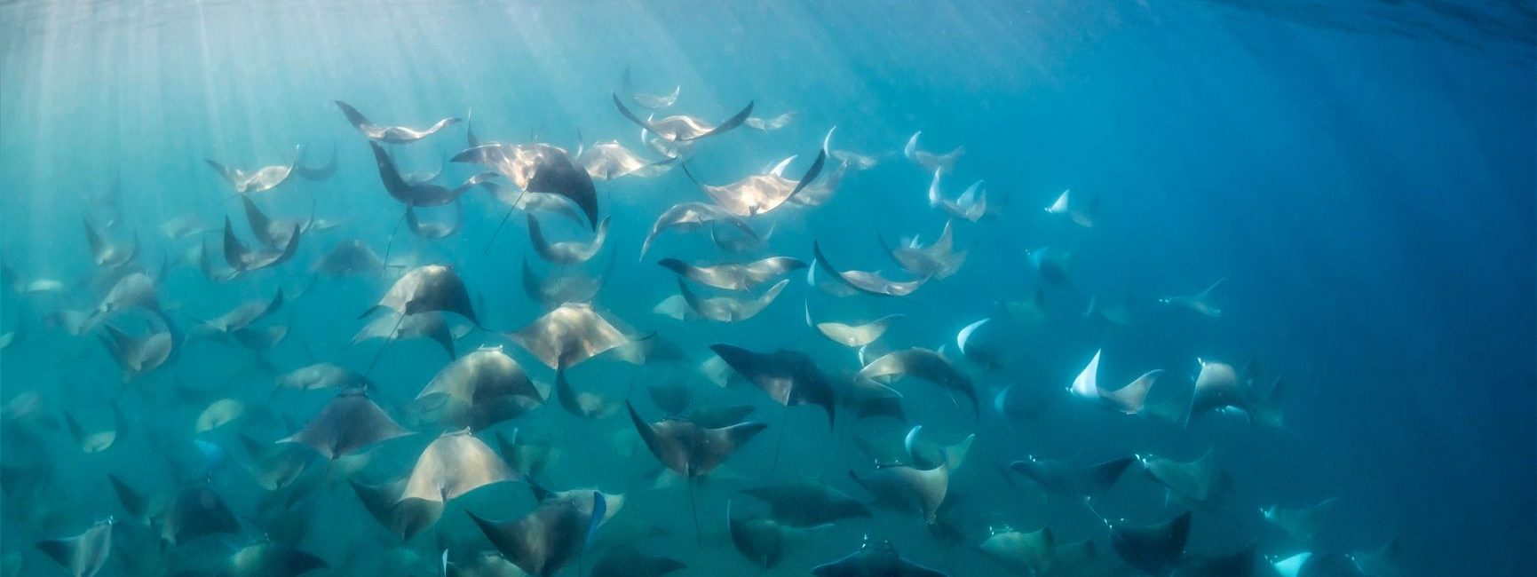 The 5 Best Diving Destinations in South America