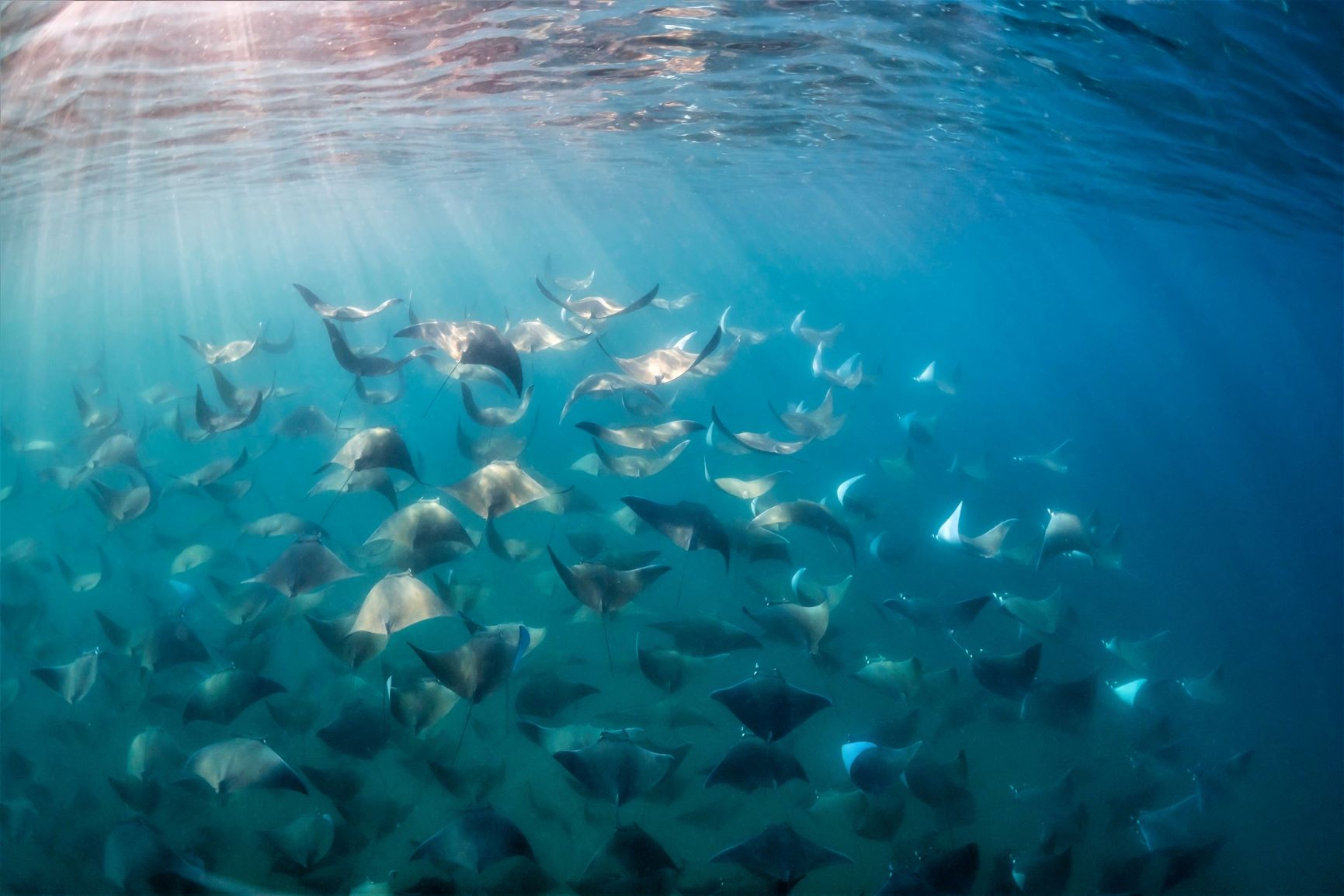 Galapagos Islands - Liveaboard Diving