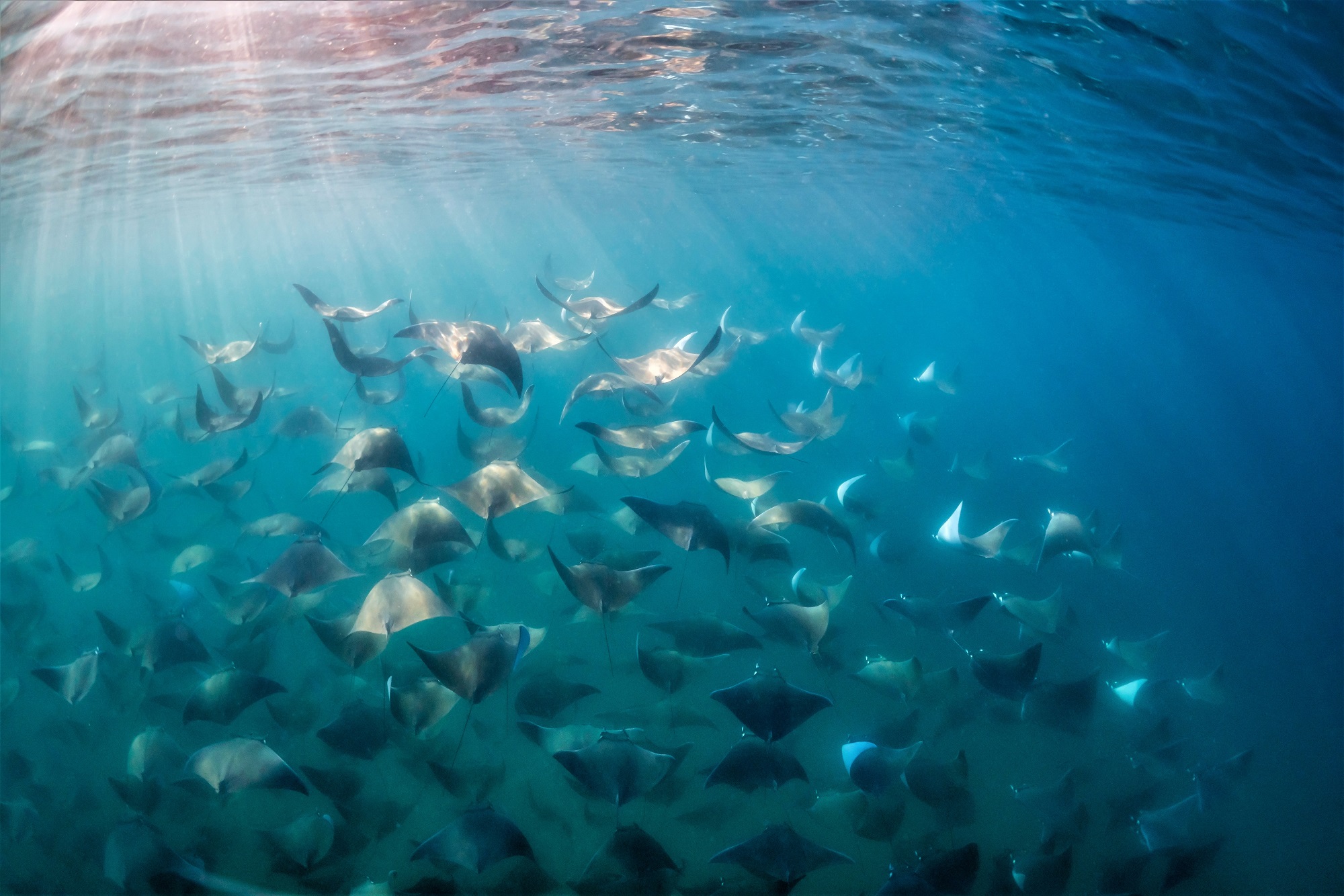 Five Great Places to Dive with Large Schools of Fish and Bait Balls