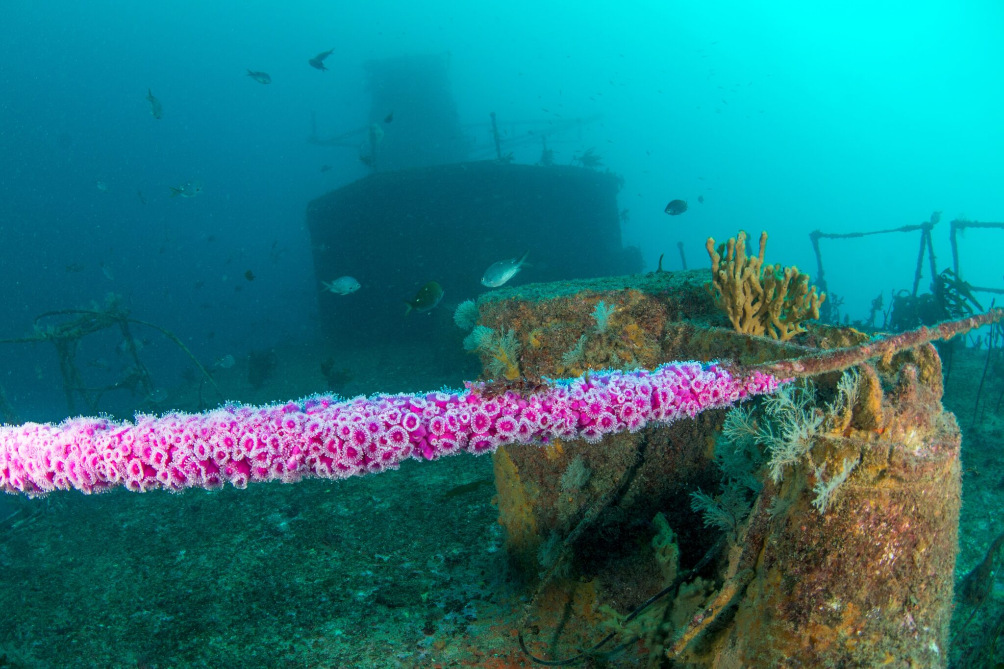 Wreck - New Zealand - Ship Wreck - Underwater