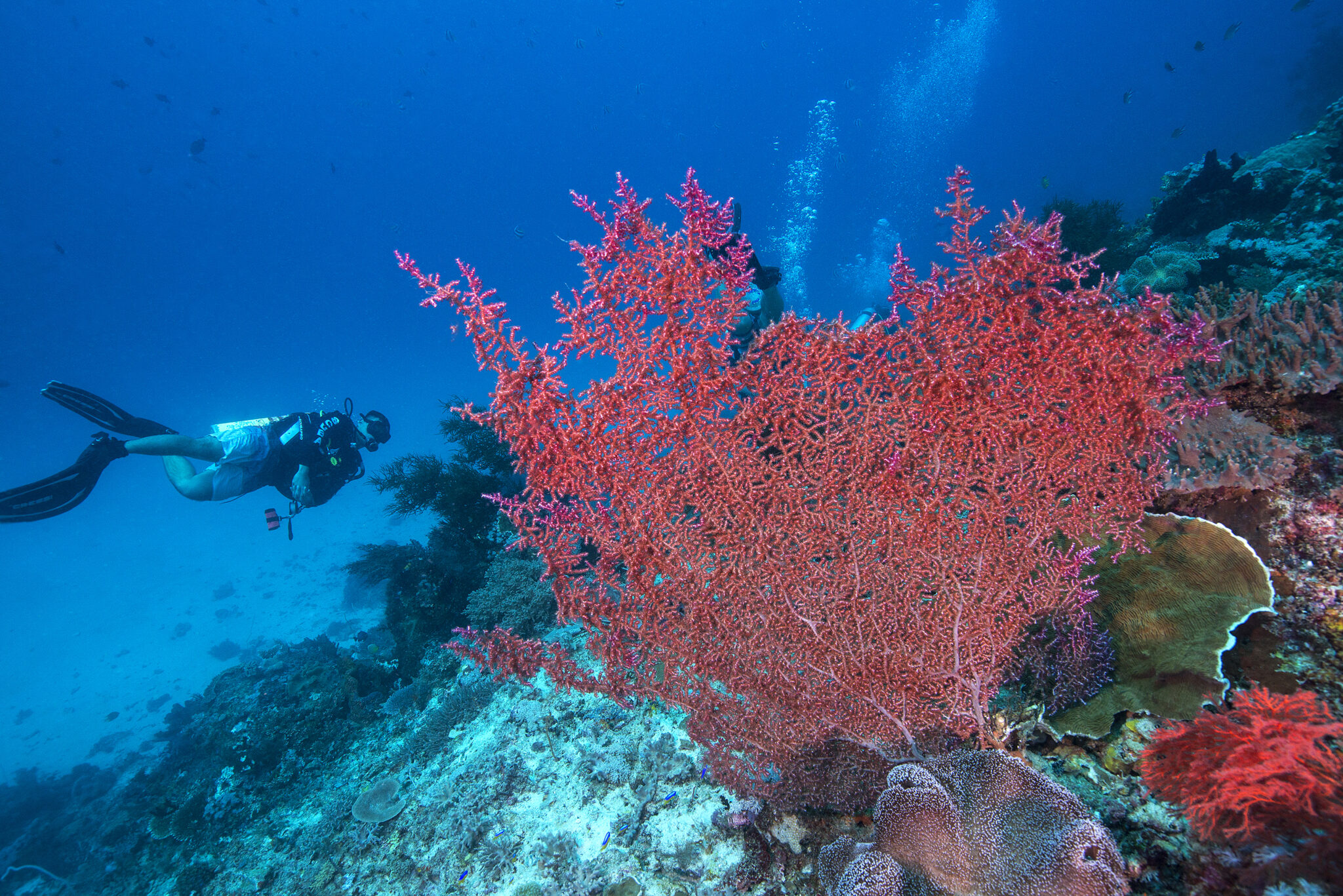 Divers swimming past a red gorgonian sea fan, one of many marine animals that are commonly mistaken for underwater plants