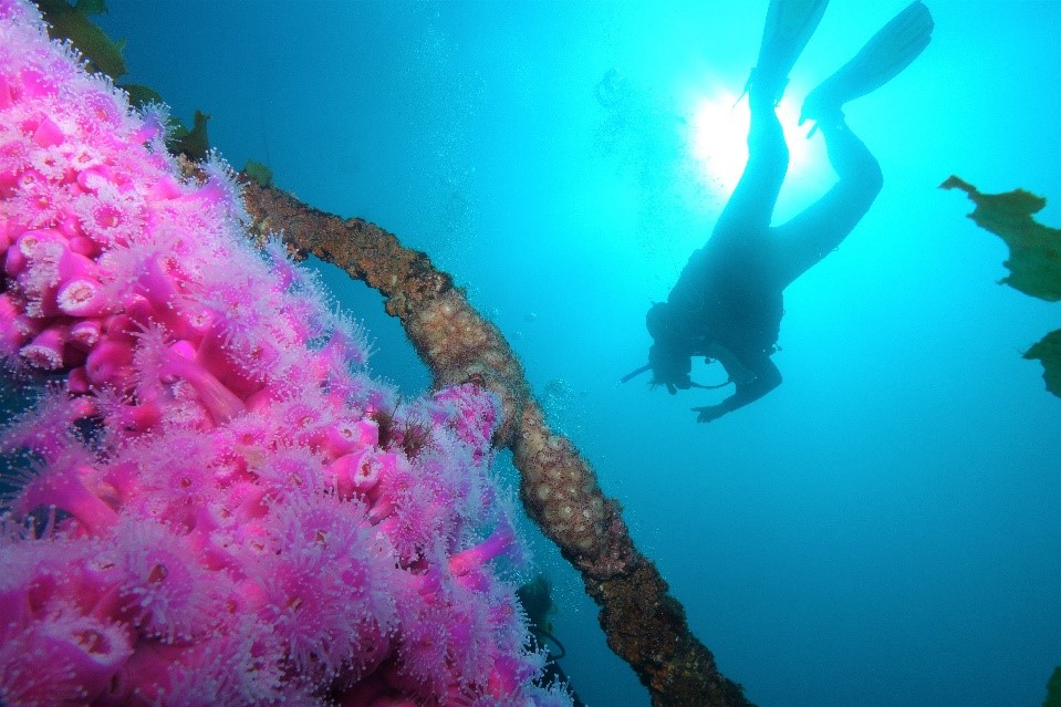 Wreck - New Zealand - Ship Wreck - Underwater