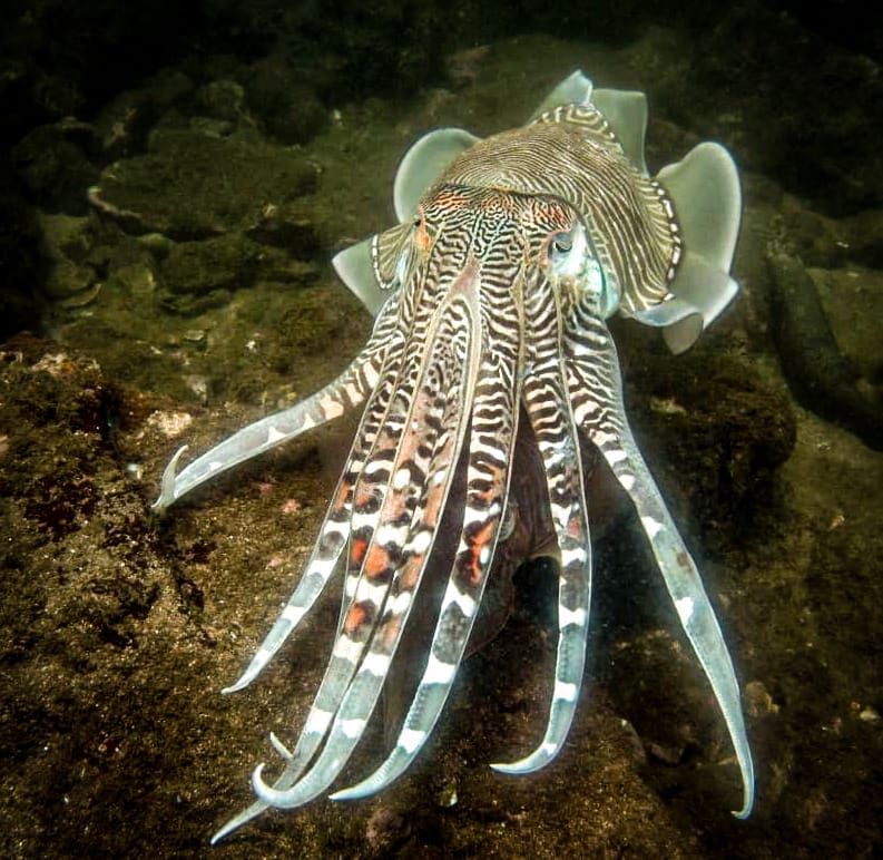 Cuttlefish - Underwater - Marine Life - India
