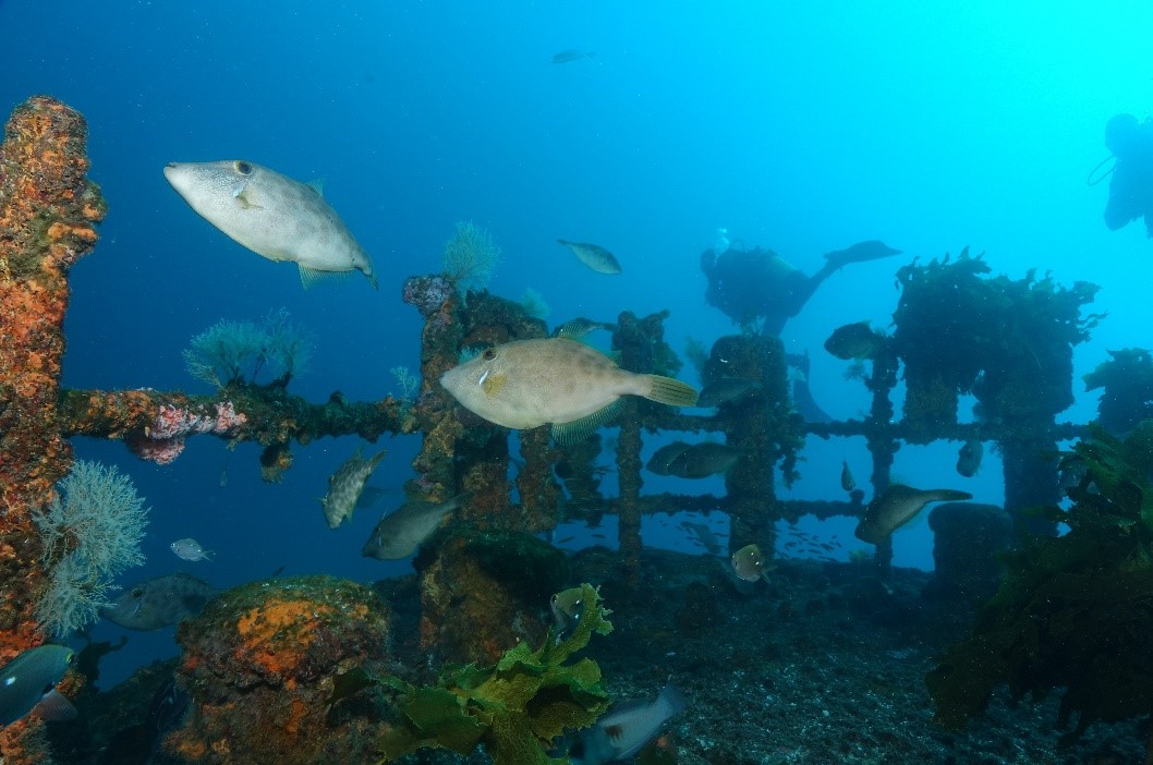 Wreck - New Zealand - Ship Wreck - Underwater