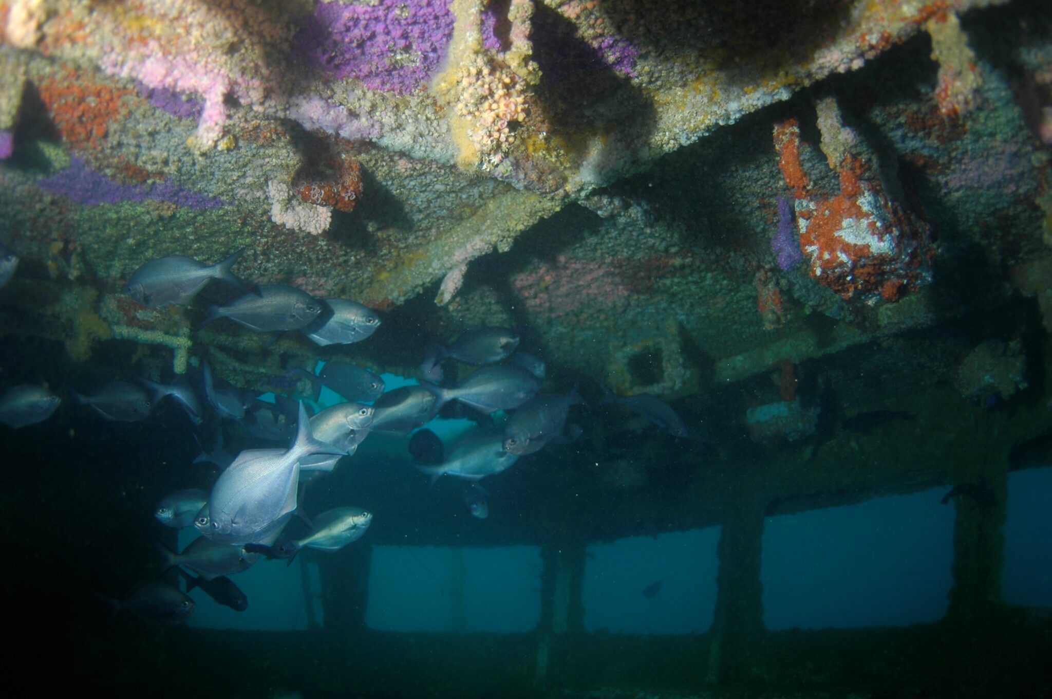 Wreck - New Zealand - Ship Wreck - Underwater