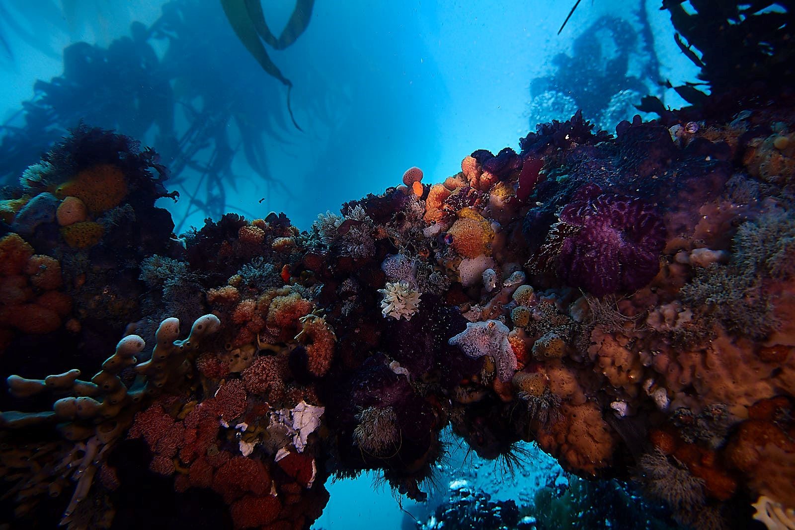 Wreck - New Zealand - Ship Wreck - Underwater