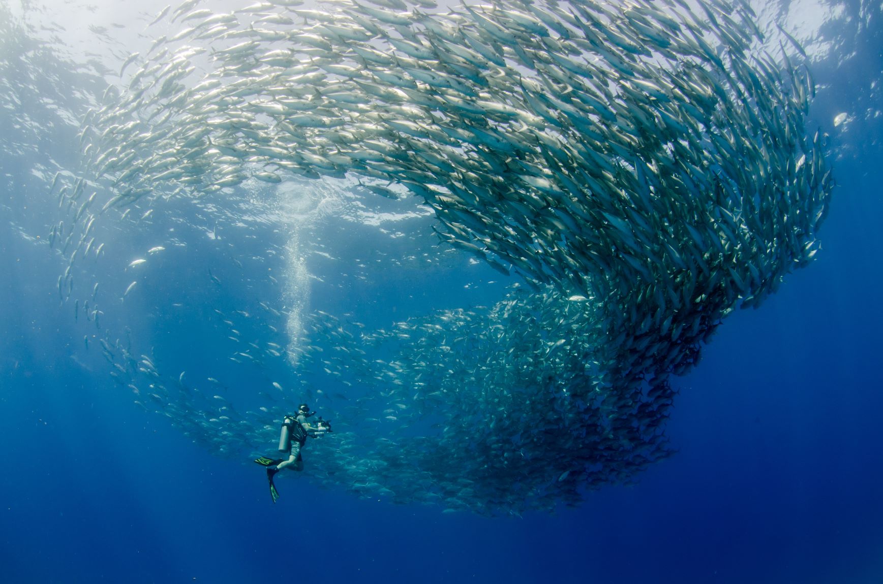 Diver surrounded by a school of pelagic fish in Socorro Island